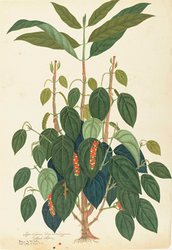 おそらくインドの画家《コショウ》1810年頃 キュー王立植物園蔵 ©RBG KEW