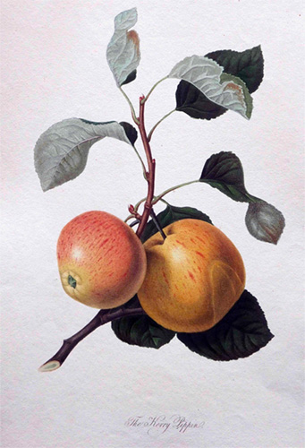 ウィリアム・フッカー《リンゴ「ケリー・ピピン」》1818年 個人蔵　Photo Michael Whiteway